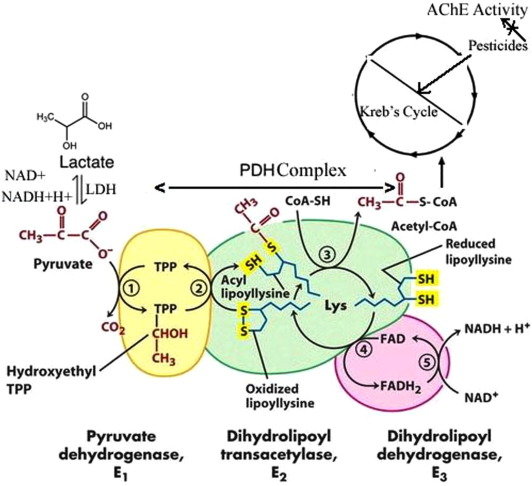 Pathway for conversion of glycolytic product, pyruvic acid, into acetyl-S-CoA and lactic acid involving different enzymes and their respective coenzymes