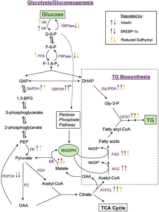 Regulation of Glycolysis: Short and Long-Term Control Mechanisms