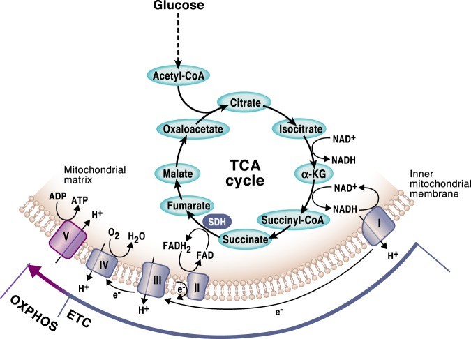 TCA cycle produces reduction equivalents NADH and FADH2 .