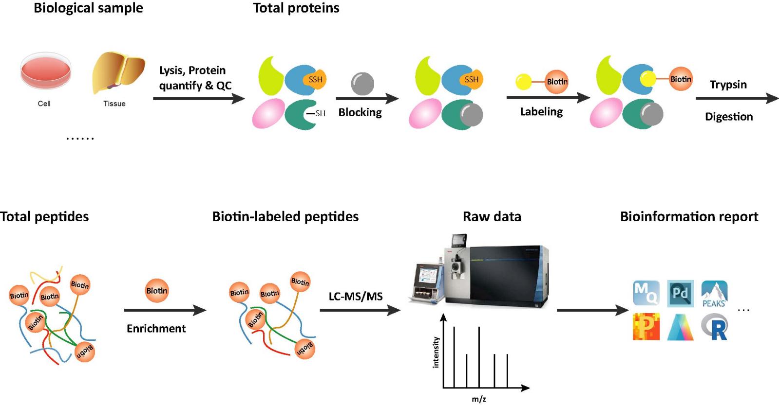 Workflow of S-persulfidation Analysis