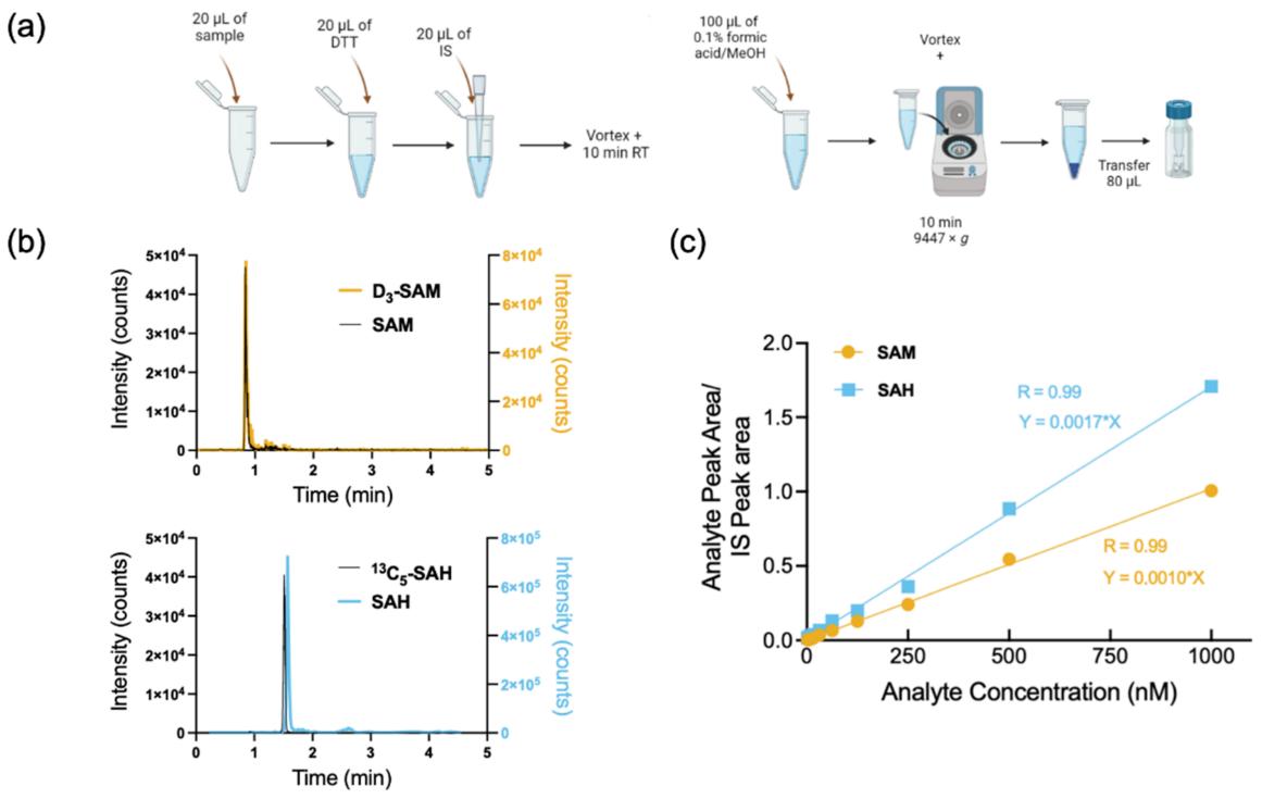 Sample preparation, chromatographic separation, and the linearity of SAM and SAH calibration curves.