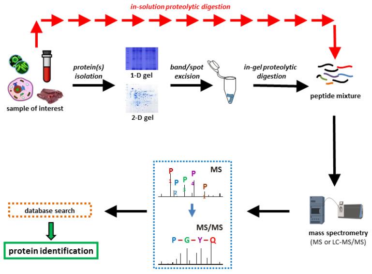 Figure 1. A general pipeline for the identification of proteins in shotgun proteomics