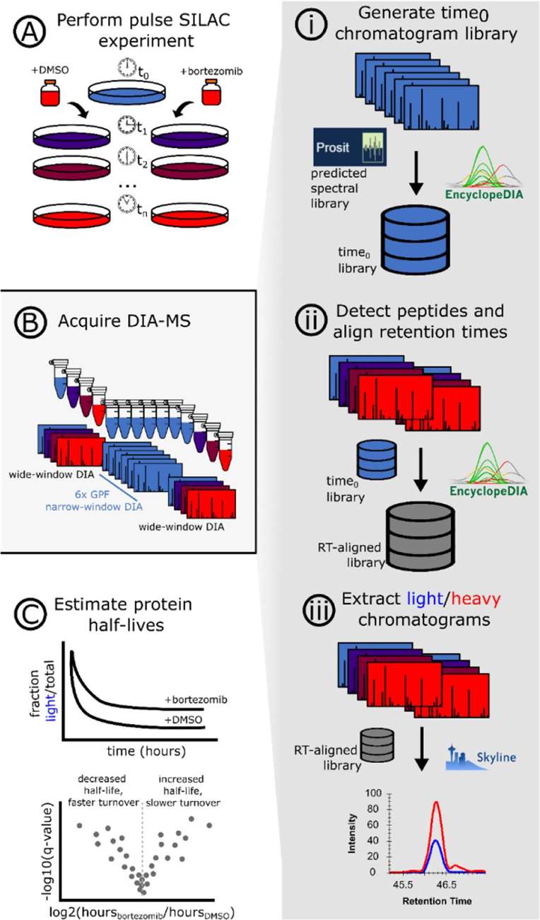 Figure 1. An approach for quantifying pulse SILAC peptides using free, open-source software.