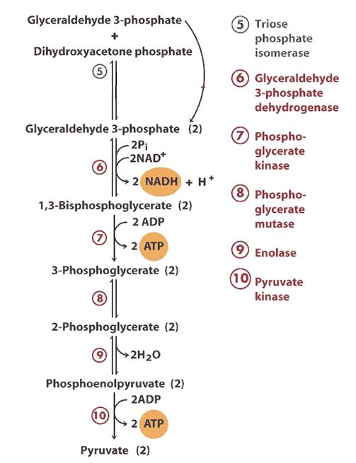 Step by Step of Glycolysis