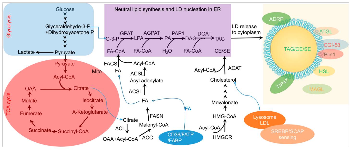 A schematic model of LD biogenesis