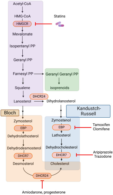 Sterol biosynthesis pathways and enzymes that catalyze the transformations.