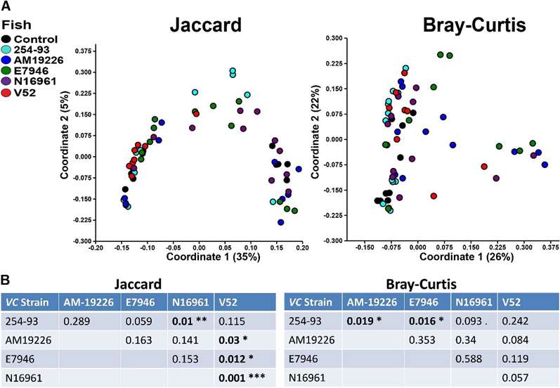 Comparison of zebrafish intestinal microbiome β-diversities following V. cholerae infections.