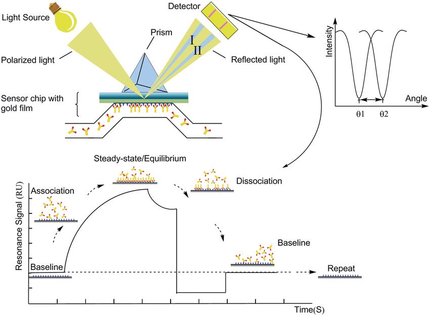 Troubleshooting and Optimization Tips for SPR Experiments