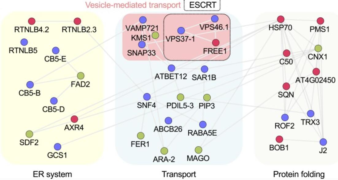 A proximity-based interaction network of selected proteins enriched in p23-Citrine-TurboID purification.