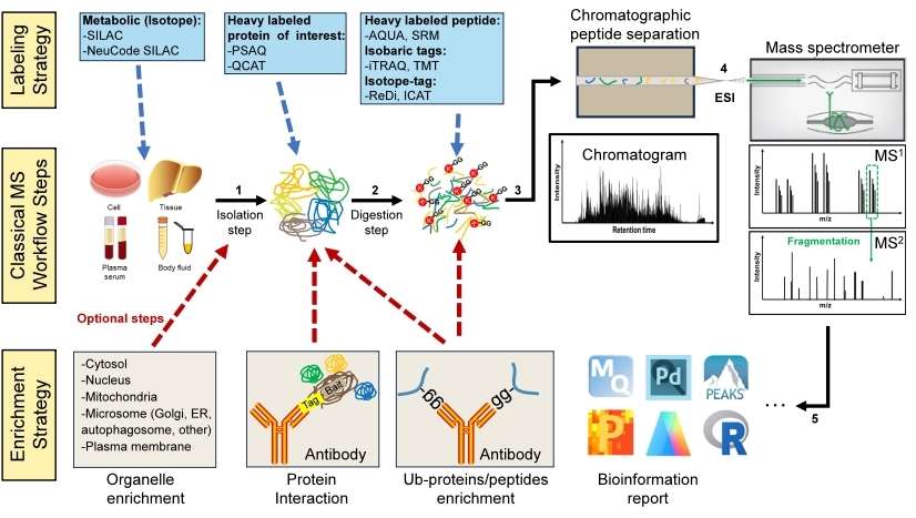 Figure 2. MS-based approaches for identifying ubiquitination sites