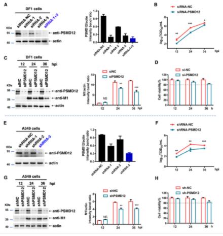 FIG 2 Knockdown of PSMD12 inhibits H5N6 virus replication.