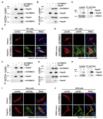 FIG 3 PSMD12 interacted with M1. (A) DF1 cells were transfected with plasmids encoding HA-PSMD12 and Flag-M1.