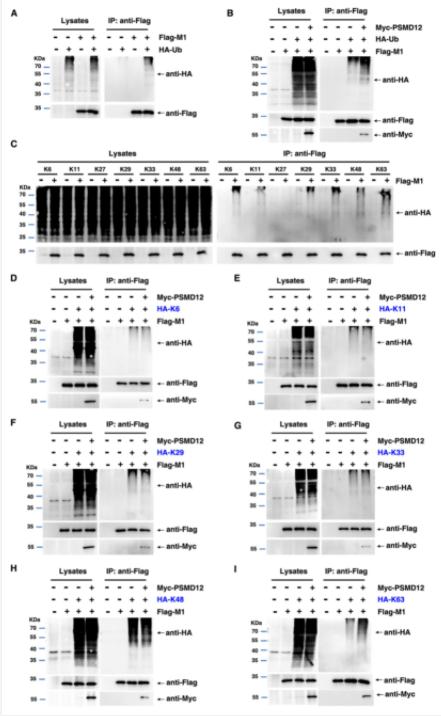 FIG 4 Host protein PSMD12 triggers K63-linked M1 ubiquitination.