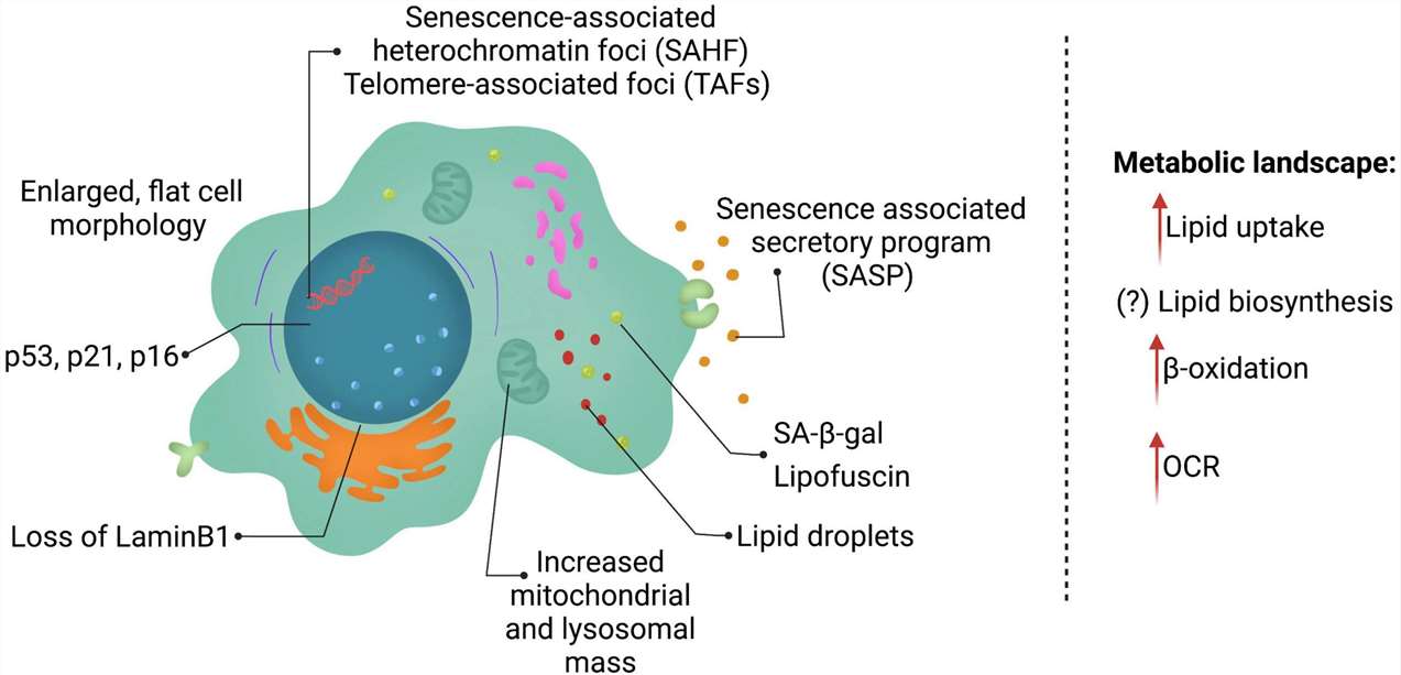 Understanding Lipids Metabolism in Cellular Senescence