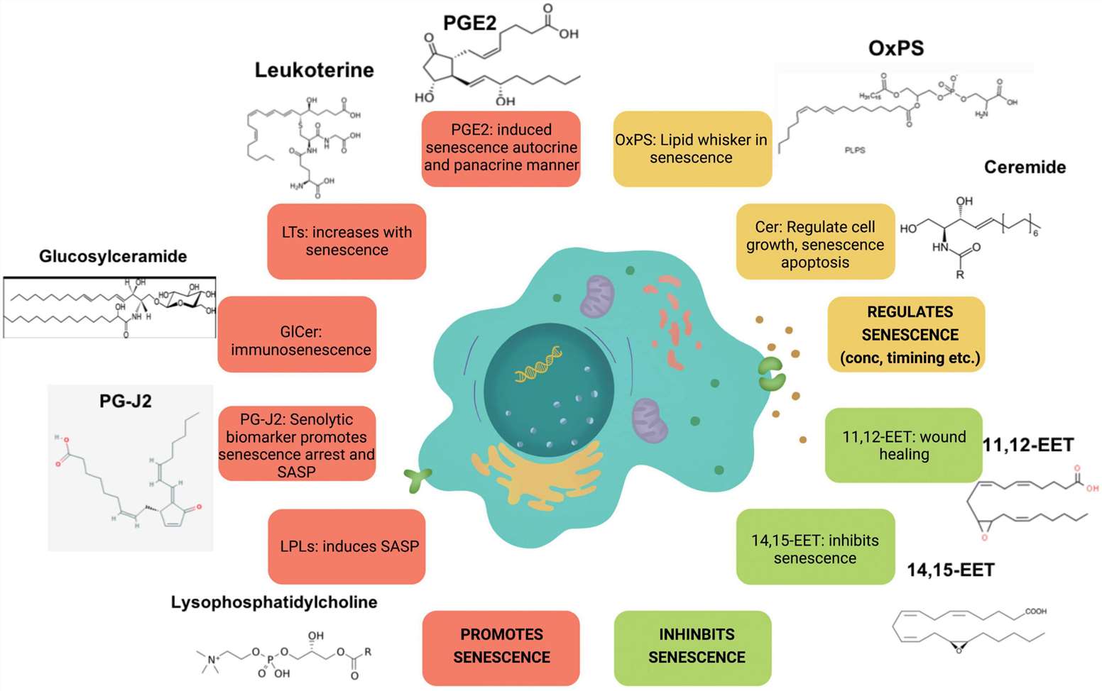 Figure 2. Key lipid species contributing to cellular senescence.