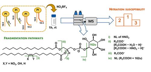 Analysis of Phosphatidylinositol Modifications by Reactive Nitrogen Species Using LC-MS