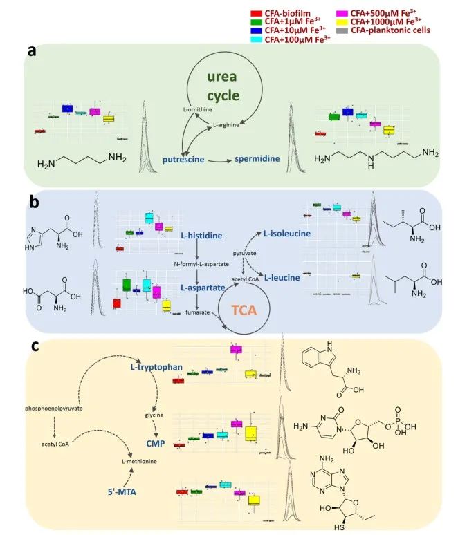 Figure 5. Qualitative and Quantitative Characterization of Different Metabolites and Associated Metabolic Pathways Based on Mass Spectrometry, Showing Significant Changes during Biofilm Formation Process Treated with Different Concentrations of Iron (a) Urea cycle; (b) TCA cycle; (c) Nucleotide biosynthesis.