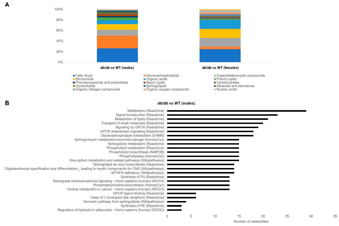 Classification and pathway overrepresentation analysis of brain metabolites altered by T2DM. (A) Classifications of metabolites significantly altered by T2DM (db/db versus WT) in male and female mice. (B) All significant (Q < 0.05) pathways for metabolites altered by T2DM (db/db versus WT) in male mice (y-axis), and number of metabolites in each pathway (x-axis).