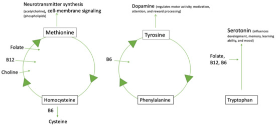 The interrelationship between choline, B vitamins, amino acids, and important neurotransmitters in ASD.