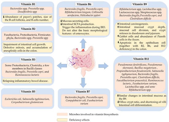 A schematic illustration listing the bacteria that can synthesize B vitamins and the effects of B vitamin deficiencies on gut health.