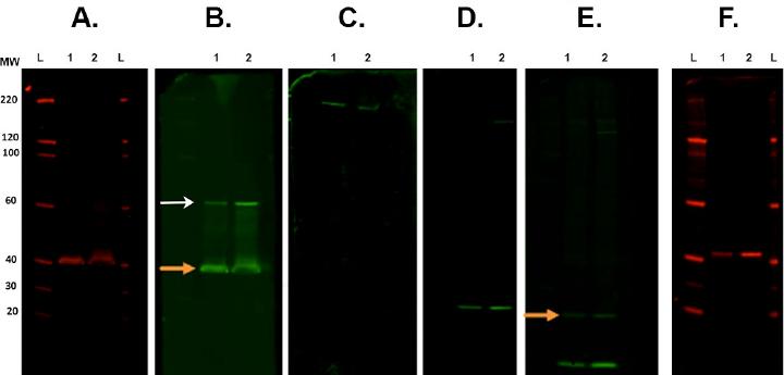 Membrane stripping and reprobing