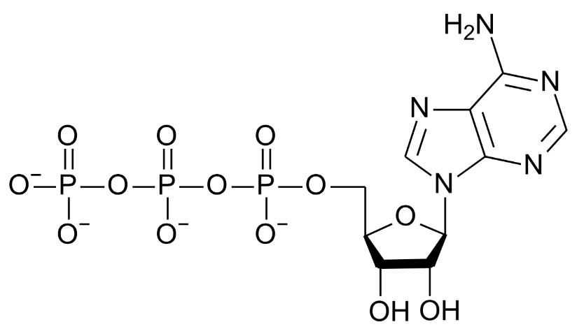 What is Adenosine Triphosphate (ATP)? A Comprehensive Guide