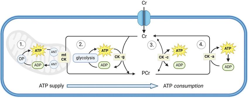 Schematic diagram illustrating the regulation of ATP production and consumption by the creatine kinase/phosphocreatine (CK/PCr) system