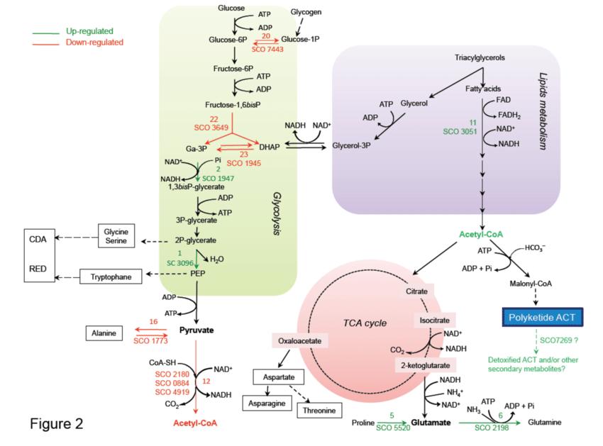Glucose metabolism: study of pathways, enzymes and metabolites