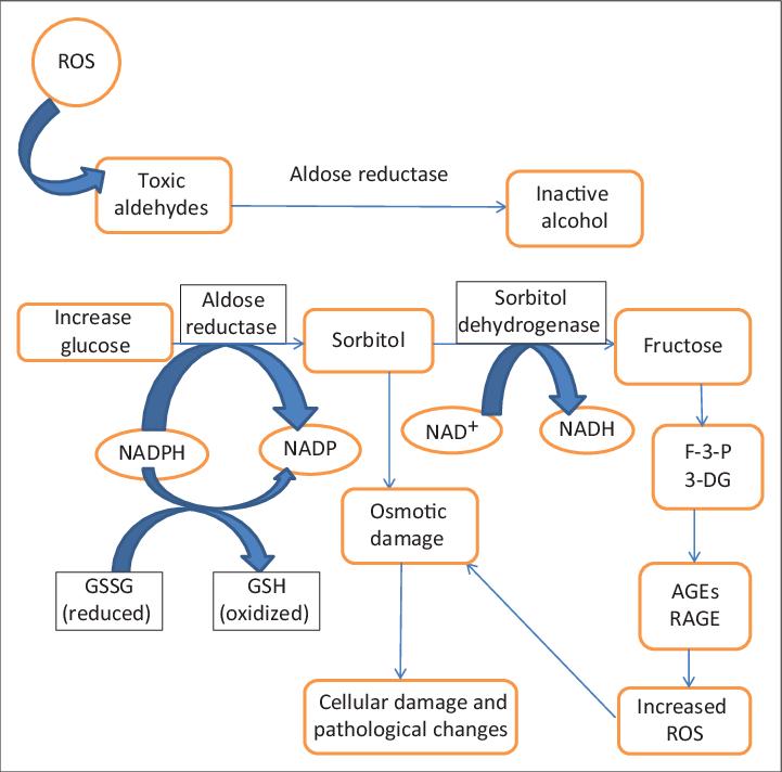 The polyol pathway comprises two enzymes: aldose reductase and sorbitol dehydrogenase