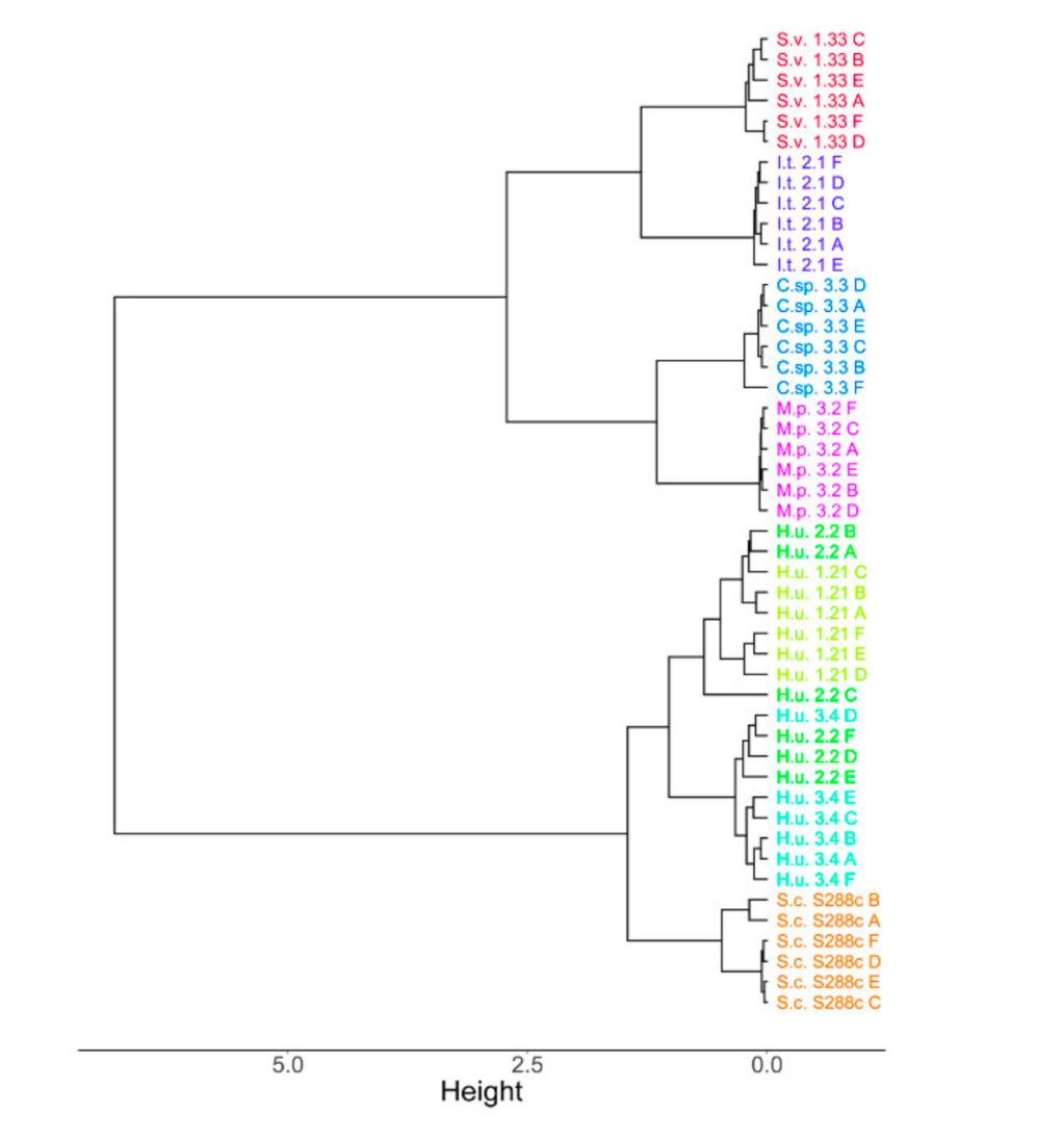 A hierarchical clustering dendrogram. showing the clustering of annotated metabolites across six biological replicates for each yeast.