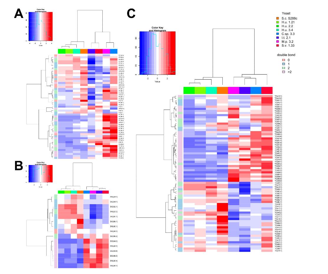 Heatmaps showing lipid class distributions (GPs, DGs, TGs) across different yeast species and strains.