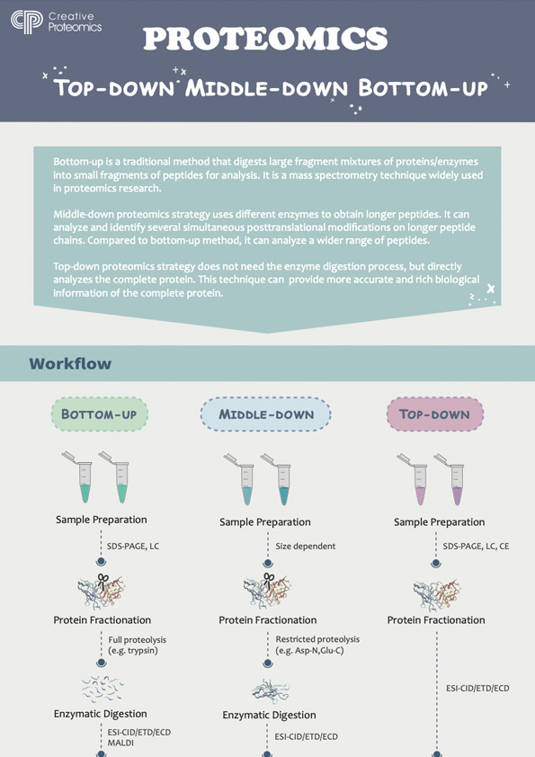 Top-Down, Middle-Down and Bottom-Up—Choose the Suitable Proteomics Strategy for Your Project