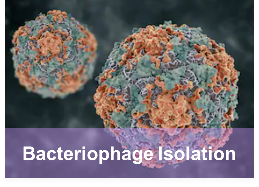 Bacteriophage Isolation- Creative Proteomics