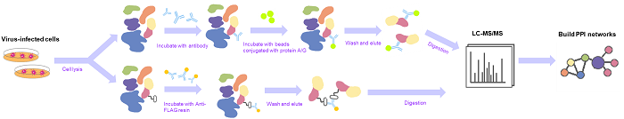 The AP-MS workflow.