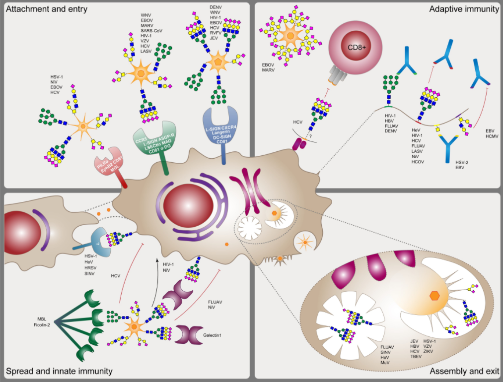 Roles of glycosylation in the biology of enveloped viruses.