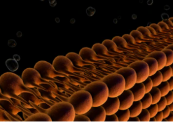 Plasma membrane of cell with other molecules.