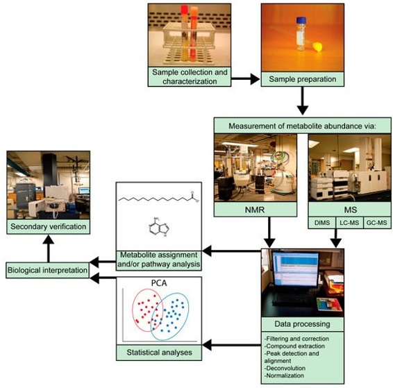 Workflow for metabolomic studies.