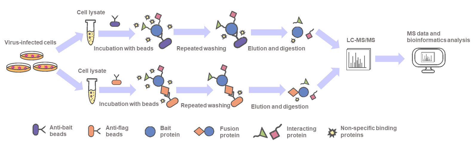  Workflow of our Co-IP/MS experiment