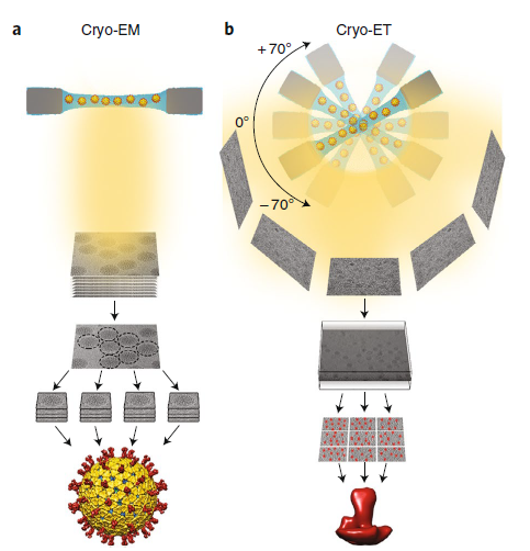 Overview of cryo-EM and cryo-ET workflow, from data acquisition to 3D model.