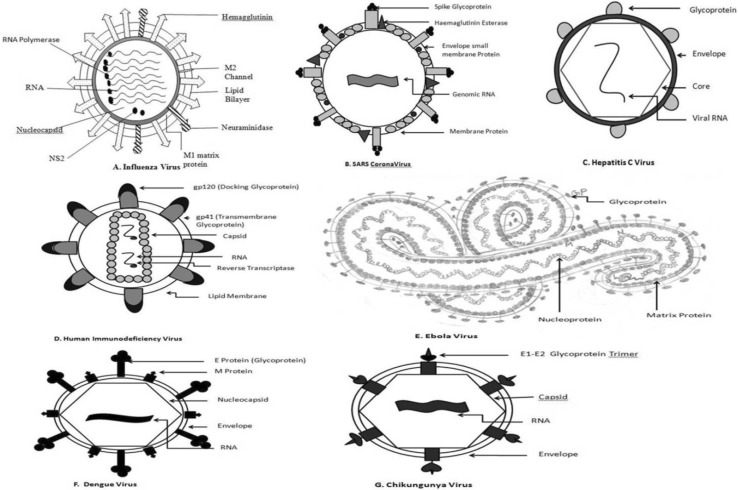 Distribution of Glycoproteins on the surfaces of different viruses a influenza virus, b SARS Coronavirus, c Hepatitis C virus, d human immunodeficiency virus, e Ebola virus, f Dengue virus and g Chikungunya virus.