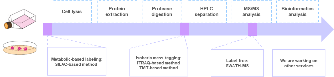 Incorporation of labeling method into a typical proteomics workflow.