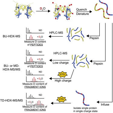 Schematic of HDX-MS Experiments.