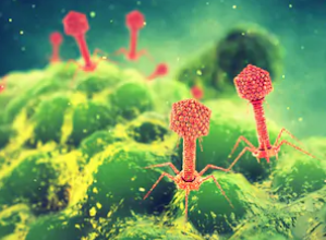 The phages