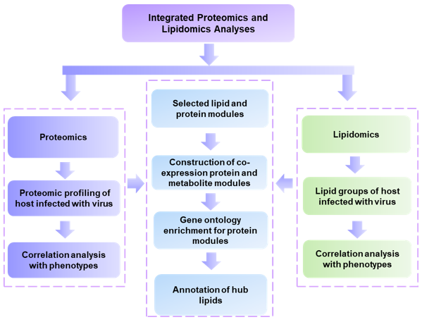 The general workflow for integrated proteomics and lipidomics analyses-Creative Proteomics