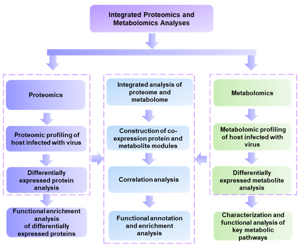 The workflow of our services- Creative Proteomics