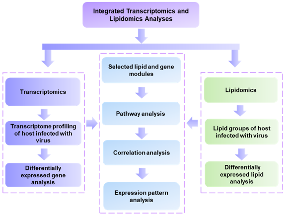 The general workflow for integrated proteomics and lipidomics analyses-Creative Proteomics