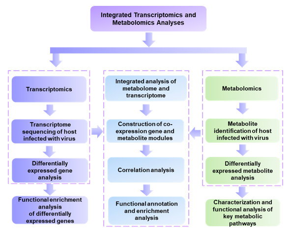 The workflow of our integrated transcriptomics and metabolomics analyses- Creative Proteomics