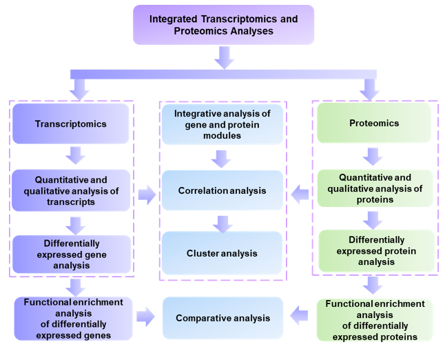 The workflow of our services- Creative Proteomics