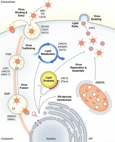 Fig1.Virus-mediated subjugation and modulation of host lipids during infection. (Mazzon, M., & Mercer, J., 2014)