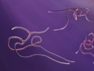 Ebola virus (EBOV).